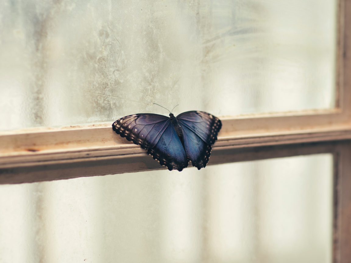 Голубая бабочка на окне