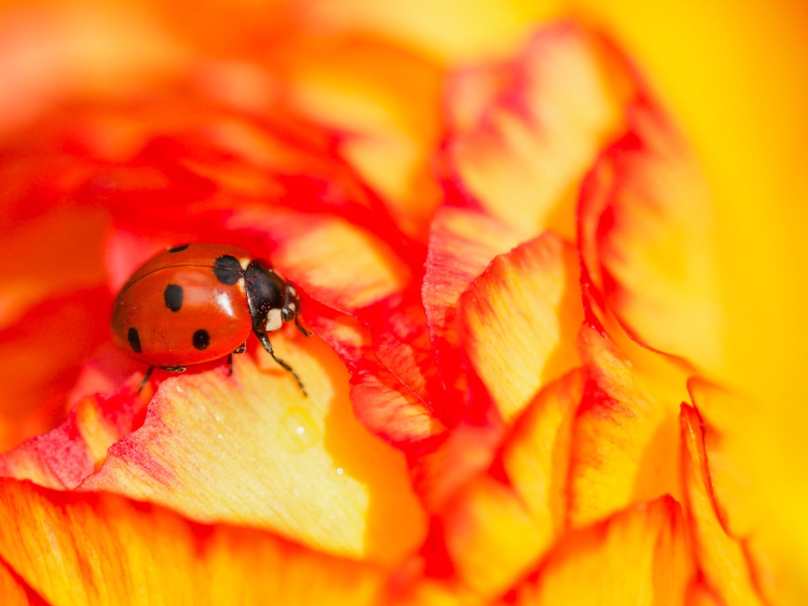 Красная божья коровка сидит на розе