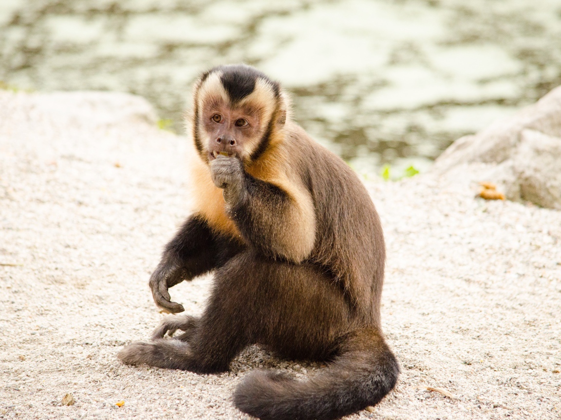 Обезьяна капуцин  сидит на песке