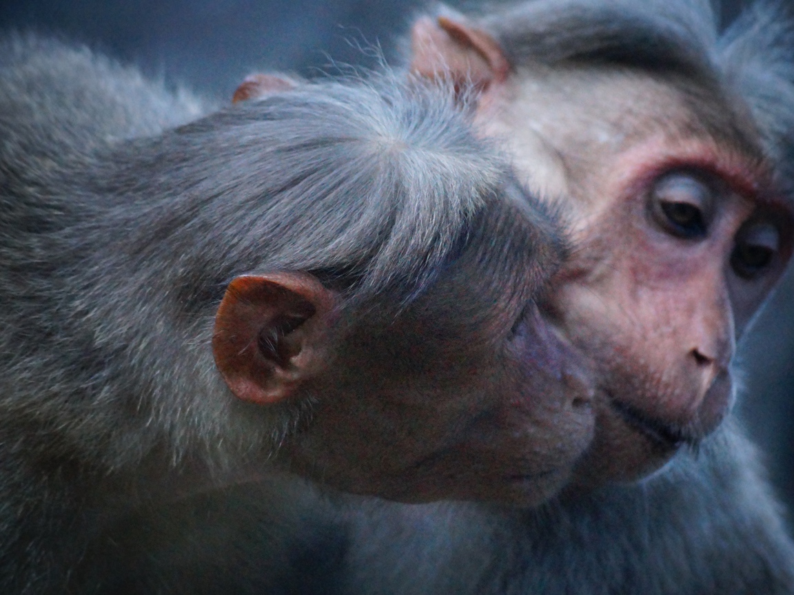 Две обезьяны обнимают друг друга