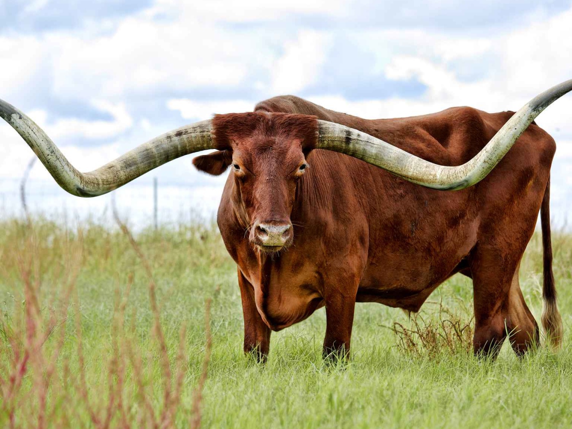 Brown bull with big horns