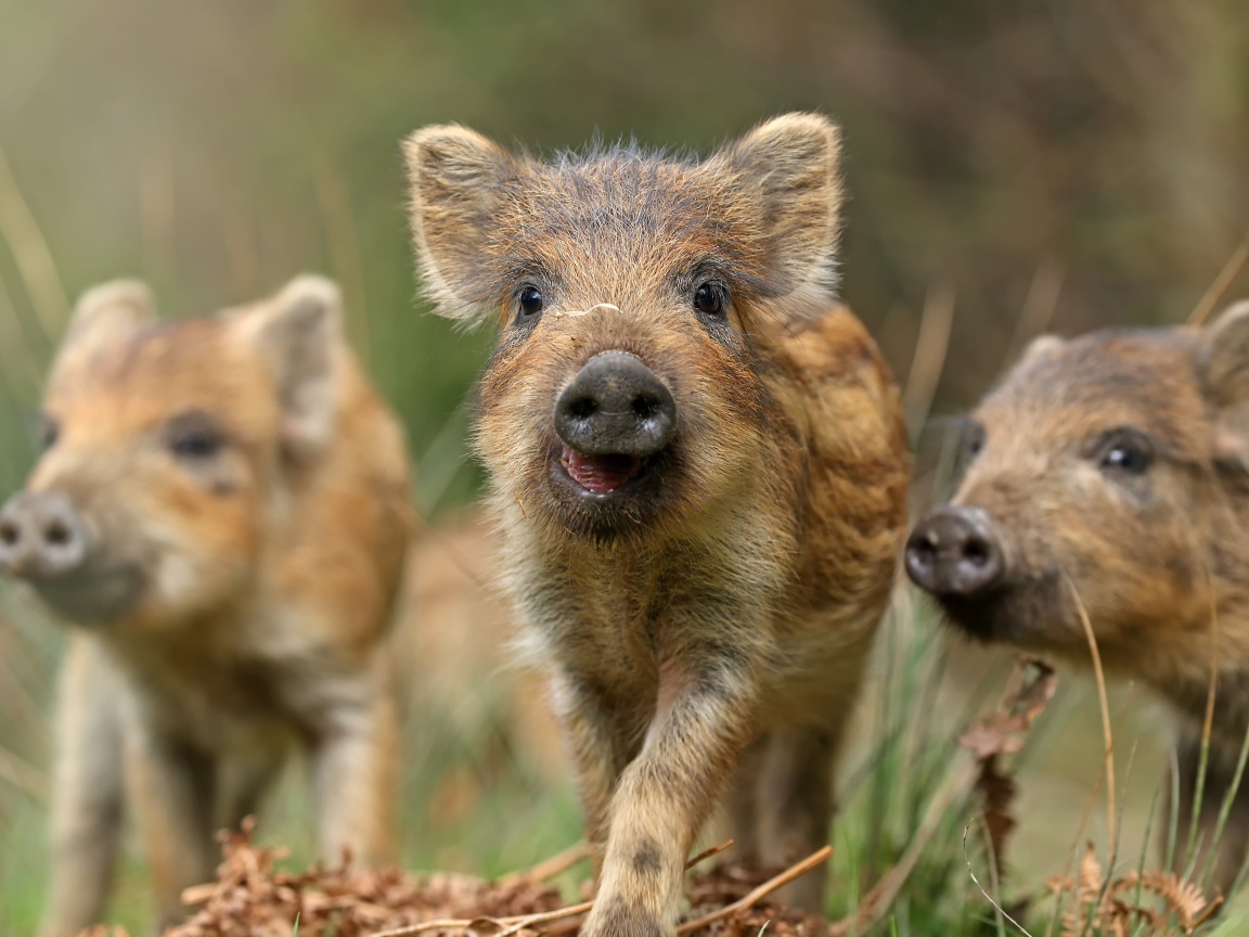 Маленькие дикие кабанчики в лесу