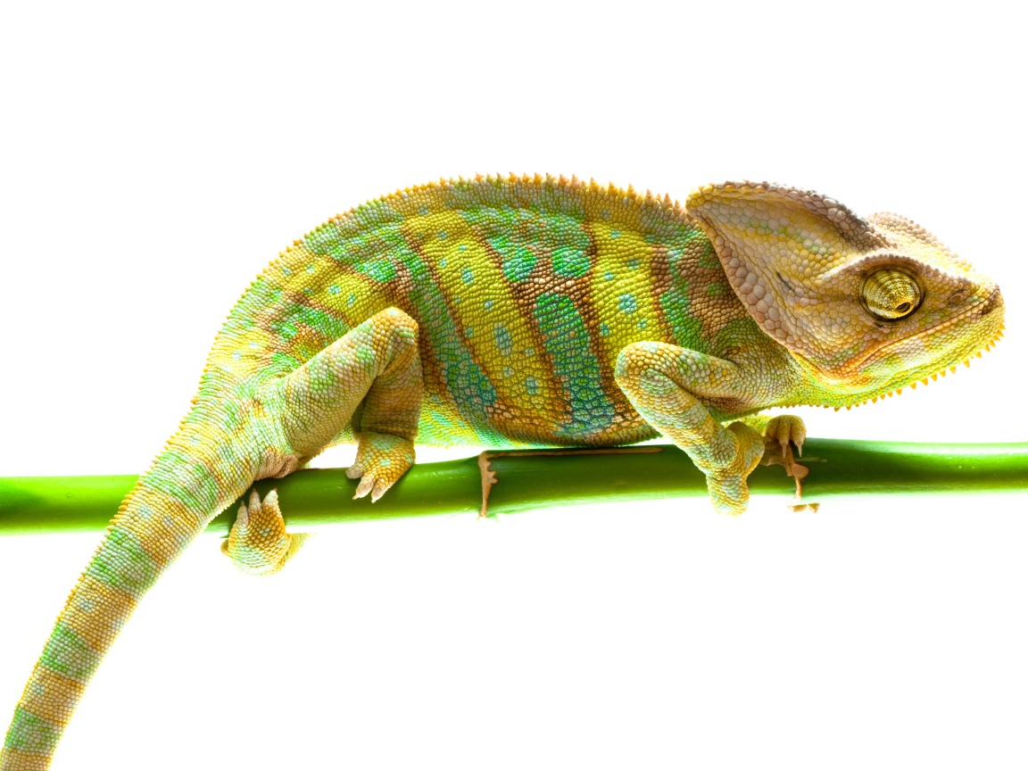 Beautiful chameleon on a branch on a white background