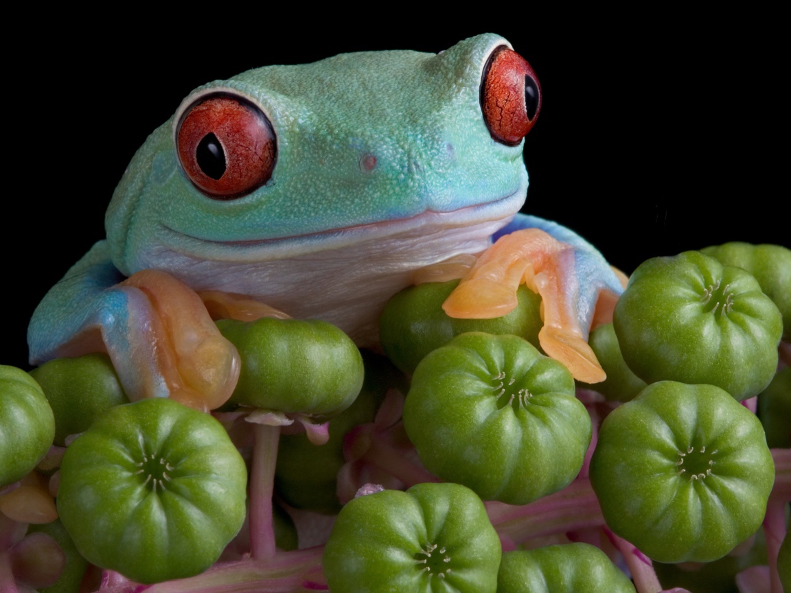 Большая зеленая лягушка с красными глазами