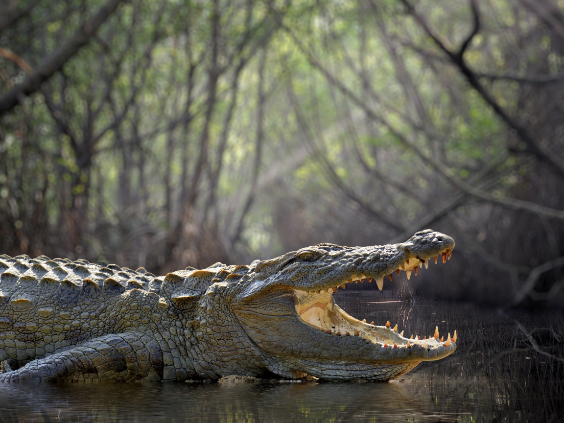 Большой крокодил с открытой пастью в воде 