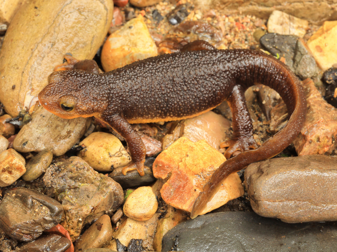 Маленькая коричневая ящерица на камнях 