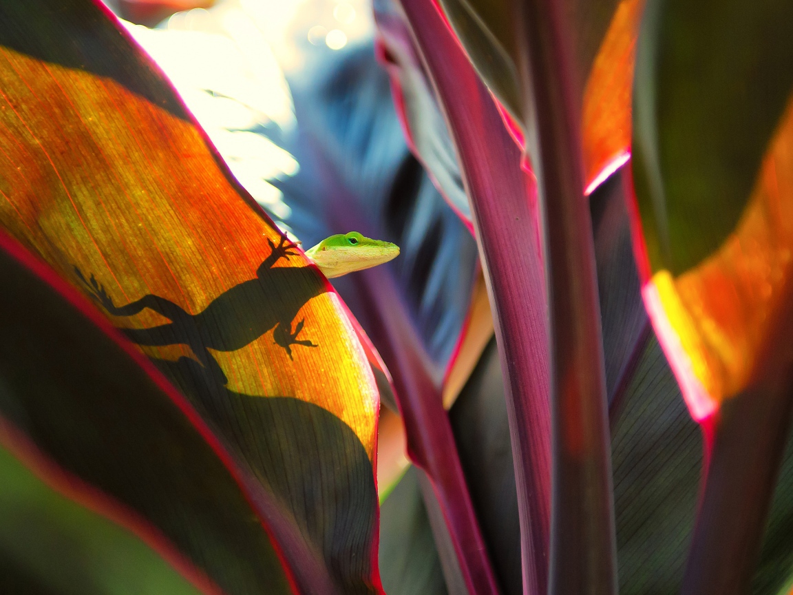 Маленькая зеленая ящерица сидит на большом листе