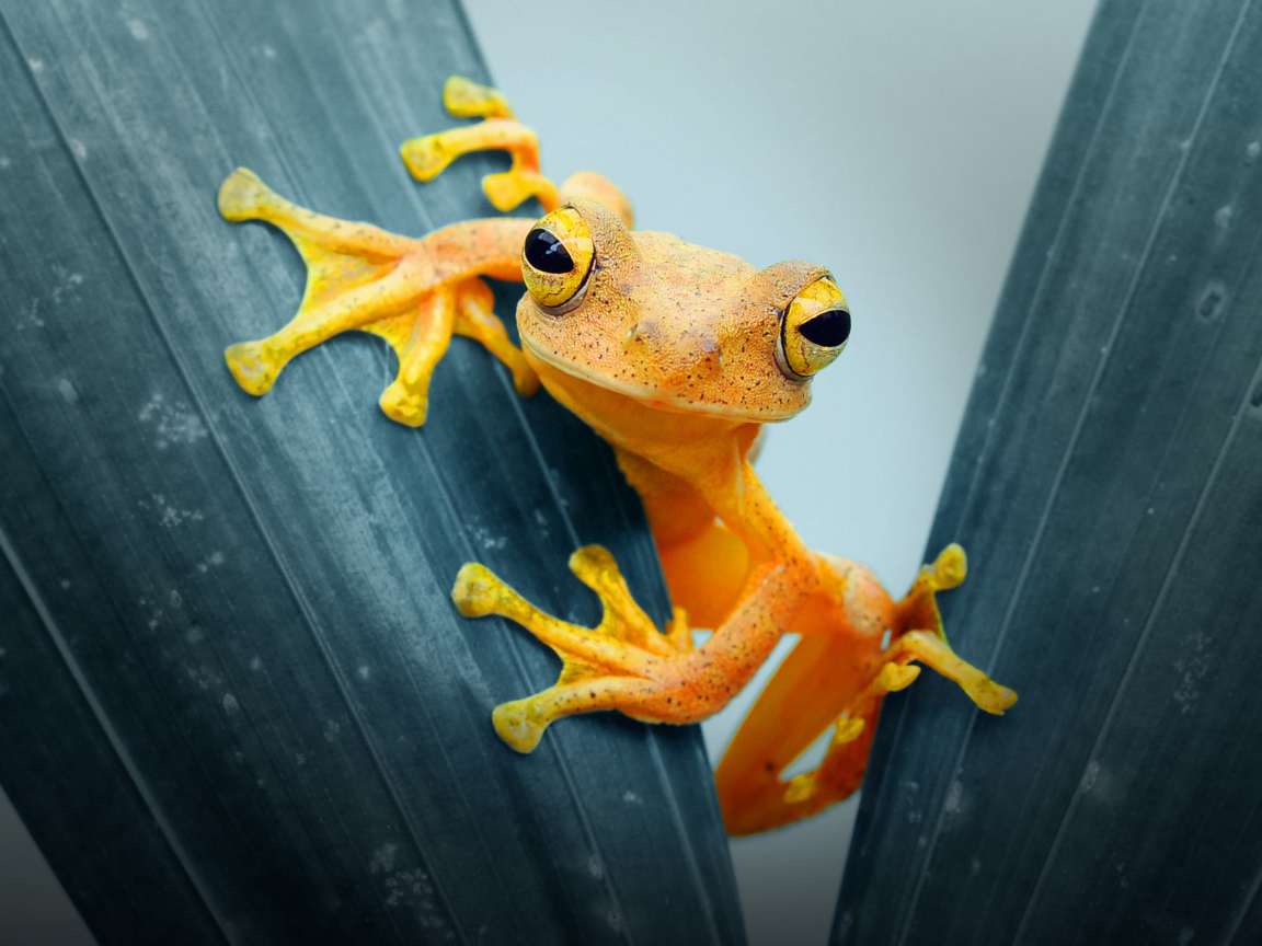 Оранжевая лягушка сидит на листе