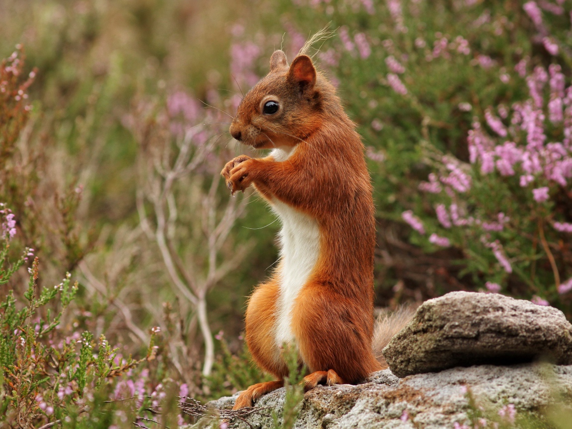 Маленькая рыжая белка стоит на камне
