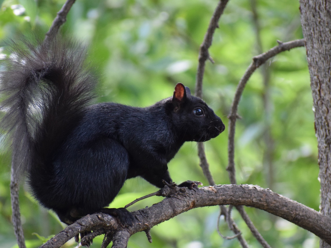 Черная белка сидит на ветке дерева