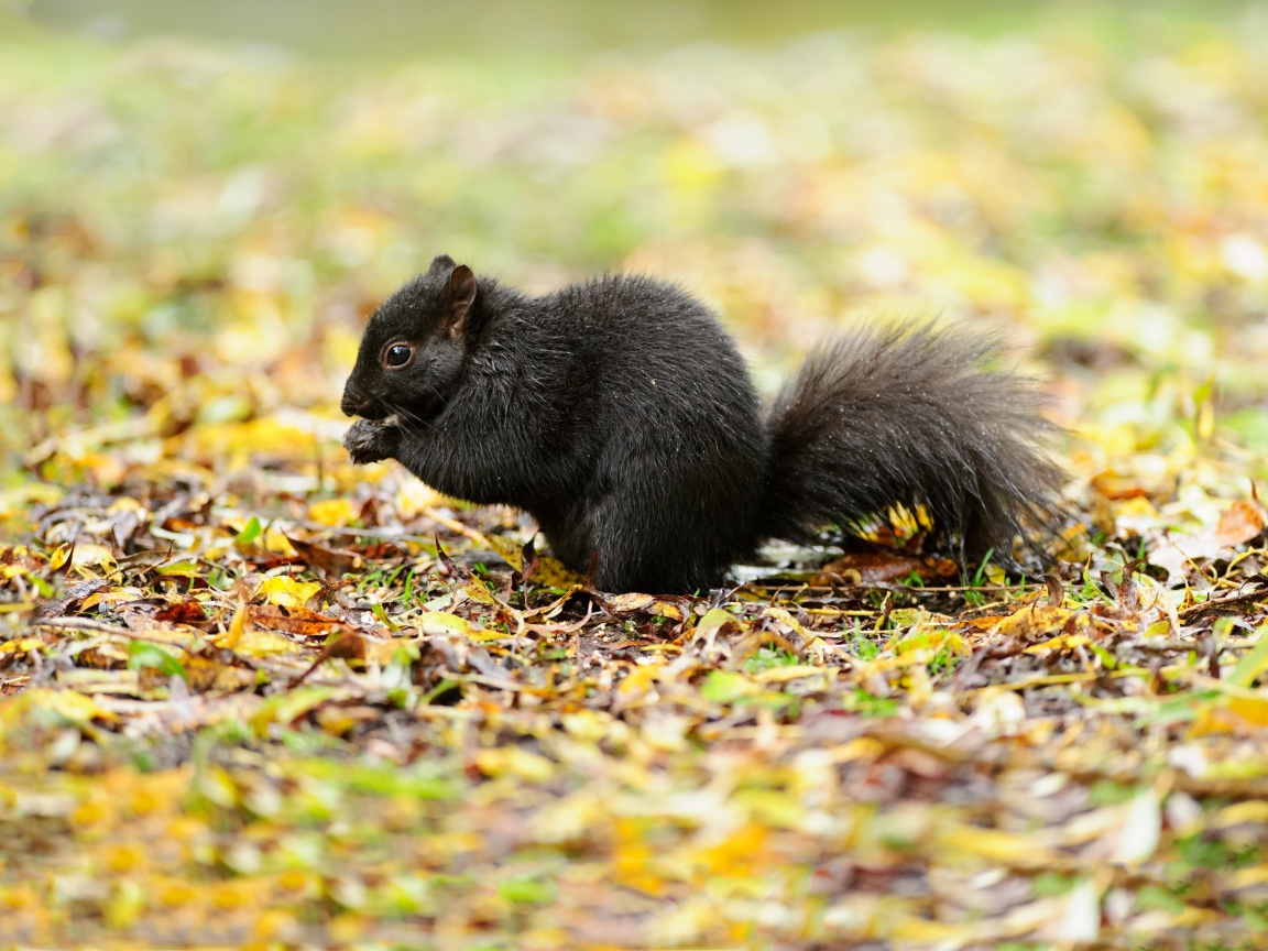 Черная белка сидит на желтой листве