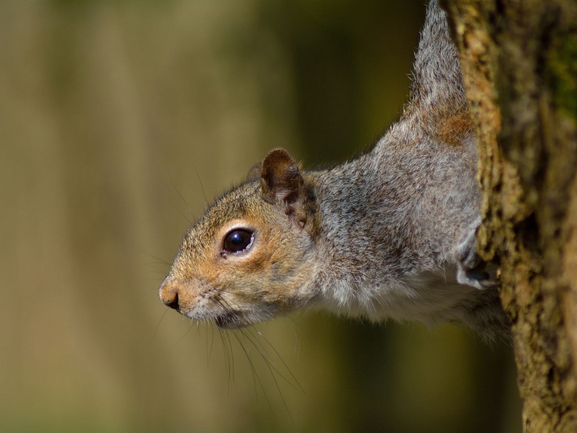 Любопытная белка на дереве