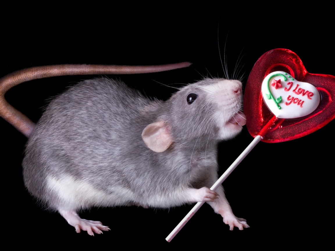 Серая крыса с леденцом на черном фоне