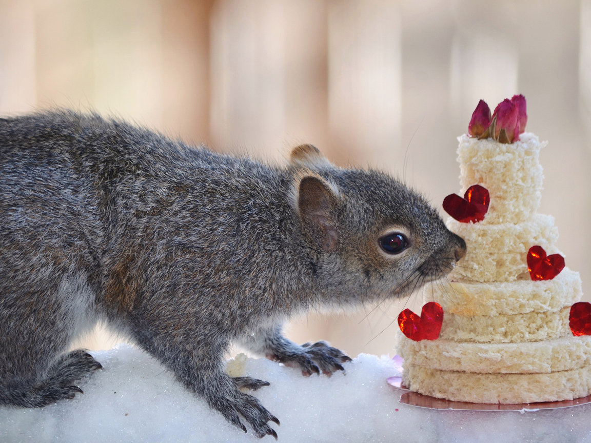 Серой белке подарили торт из хлеба