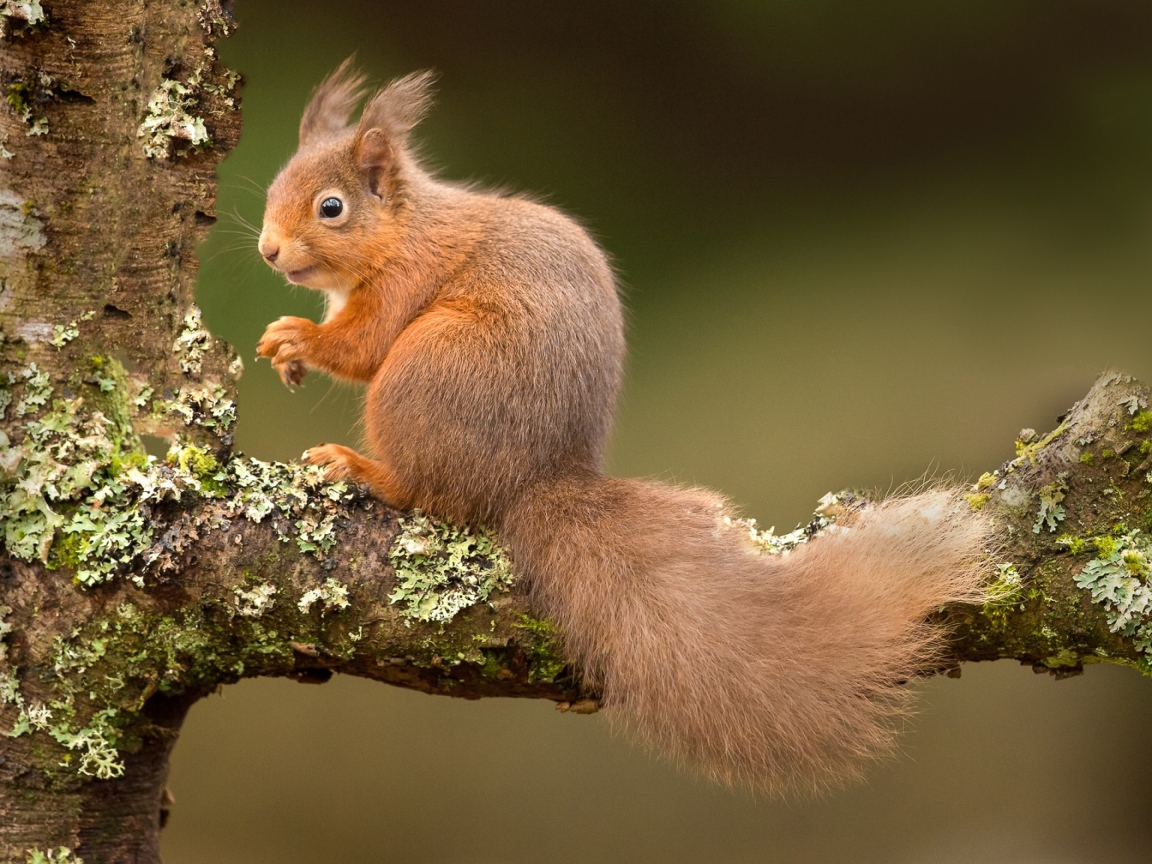 Рыжая белка на ветке дерева 