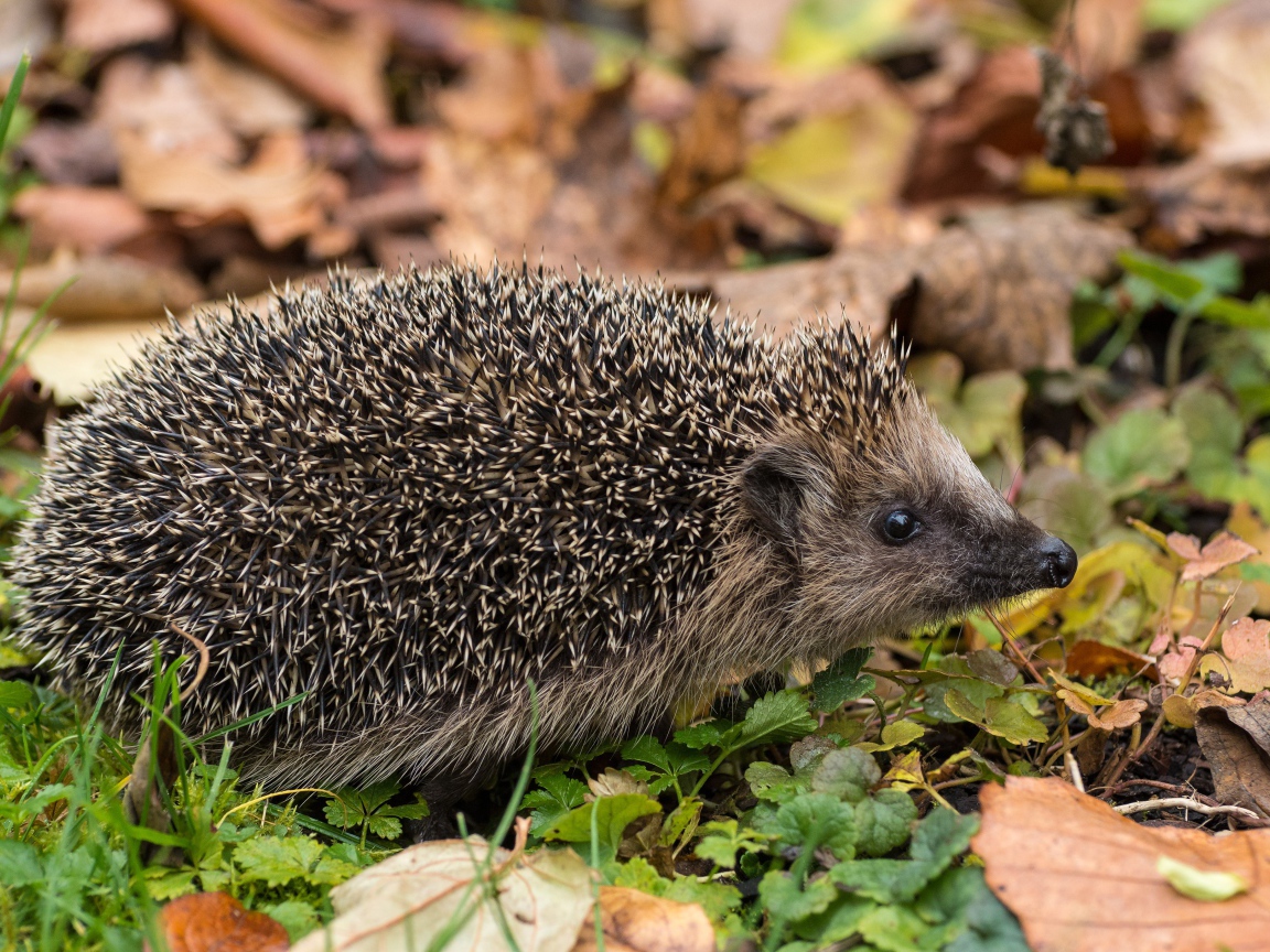 Колючий еж на земле с сухими листьями осенью 