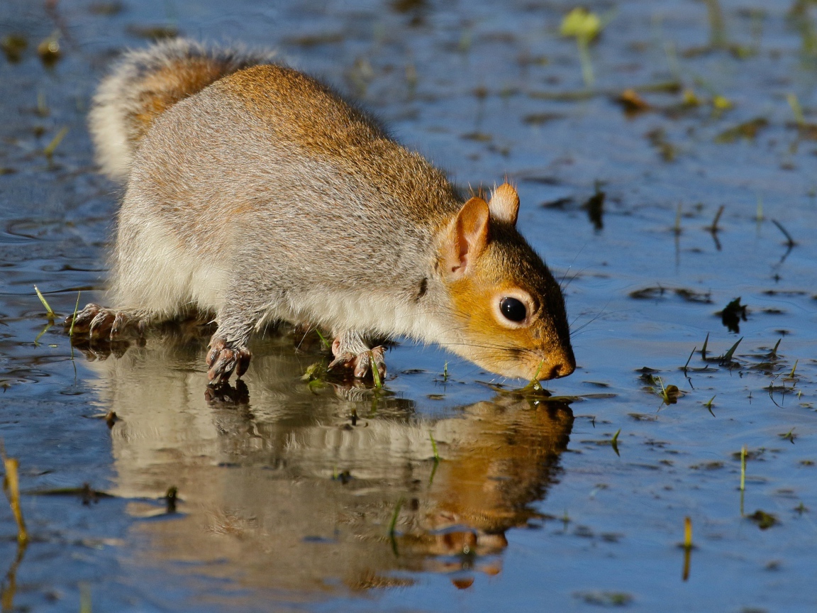 Белка отражается в воде