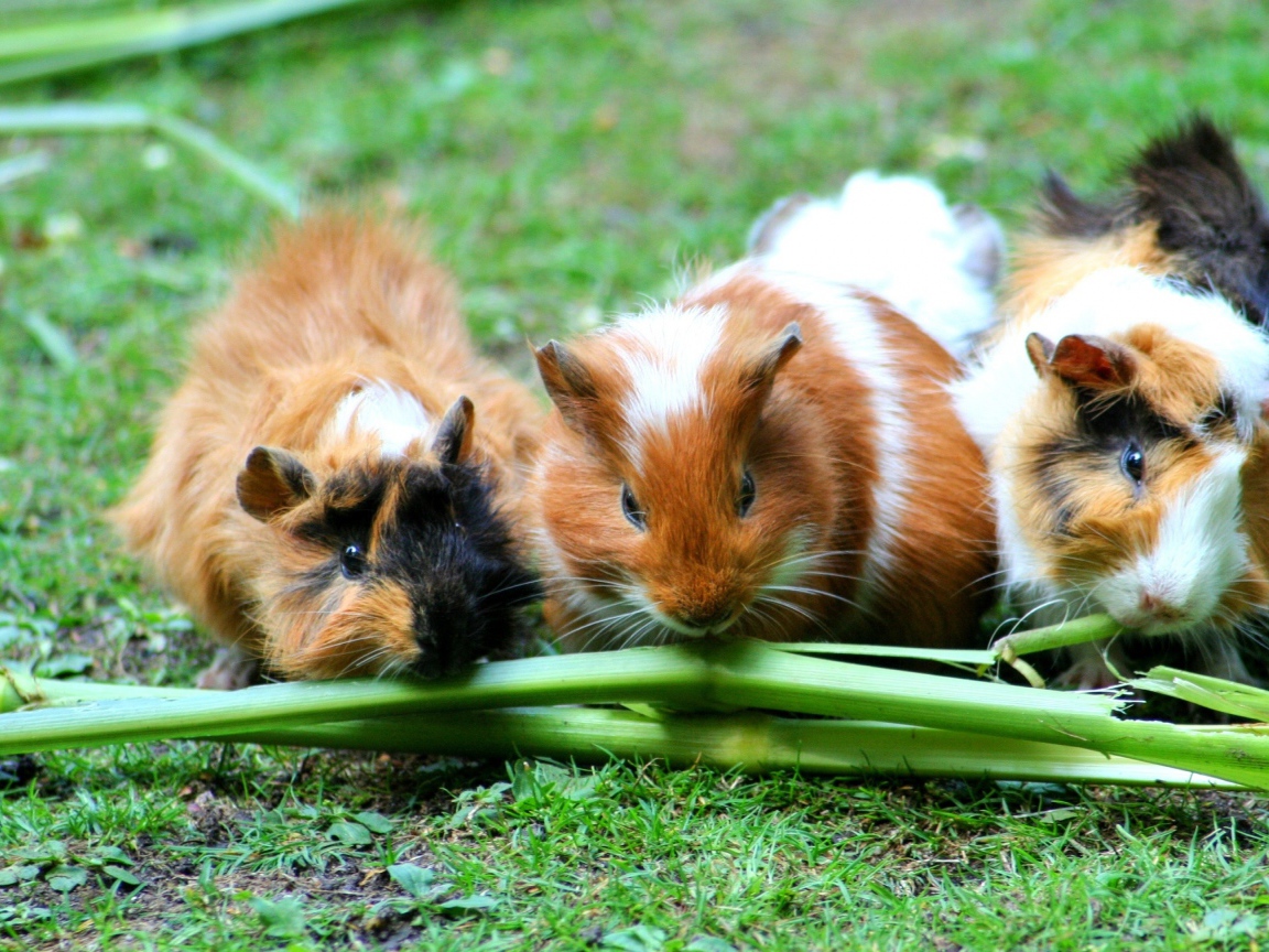 Три морские свинки грызут зеленую траву