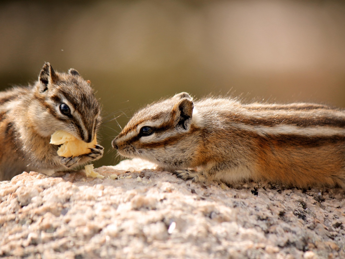 Два милых бурундука едят печенье
