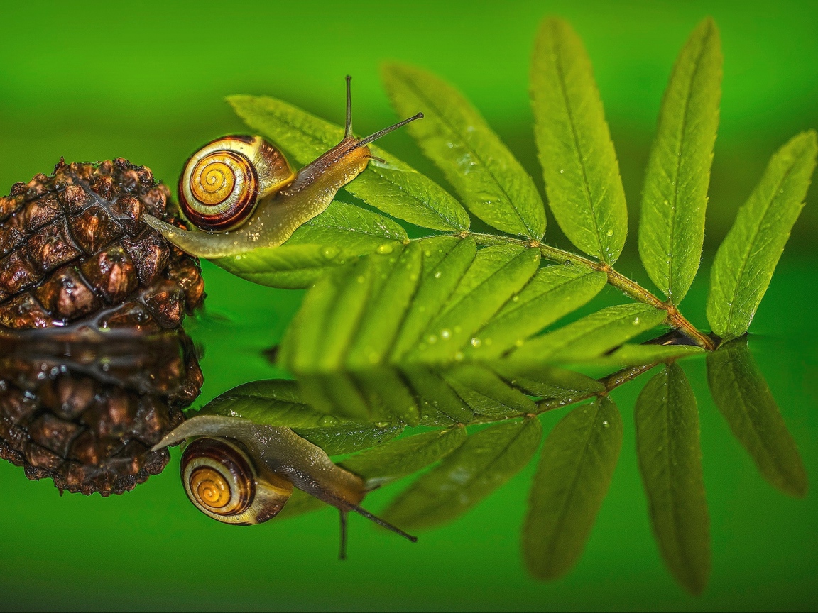 Улитка на зеленом листе в воде 