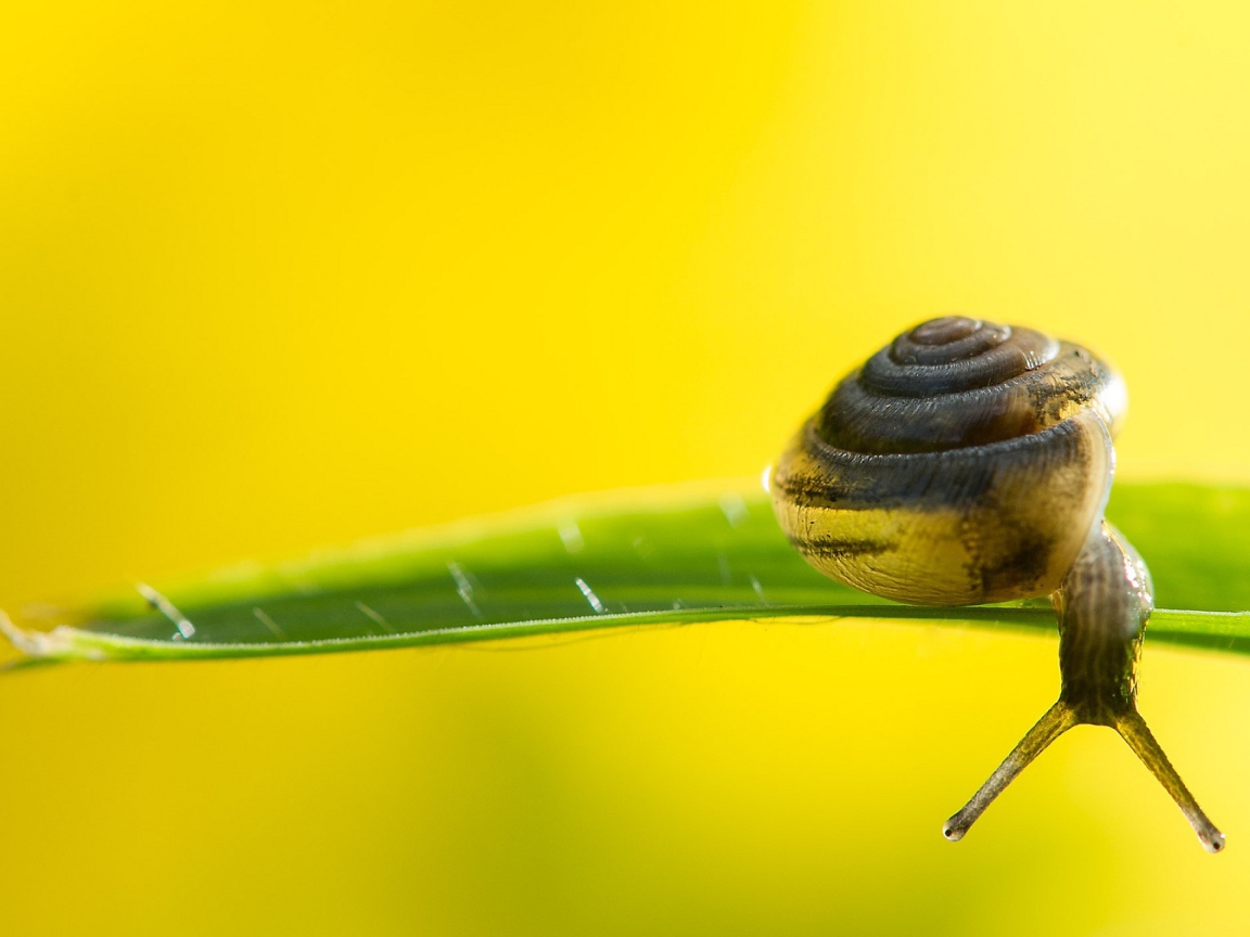 Улитка на зеленом листке на желтом фоне 