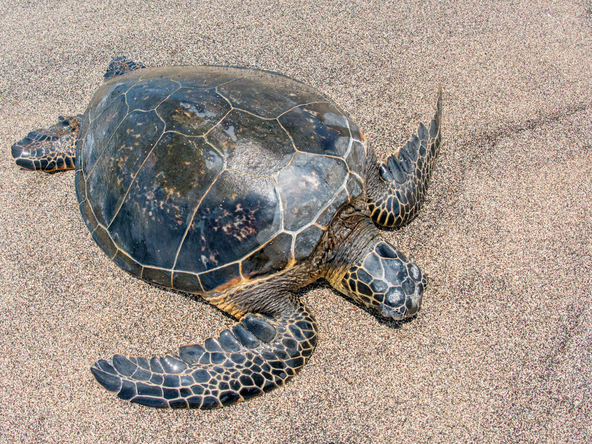 Большая черепаха на песке 