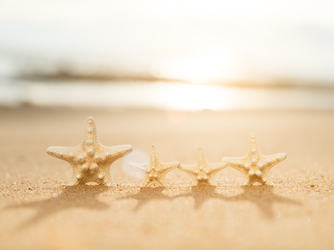 Четыре морские звезды на желтом песке