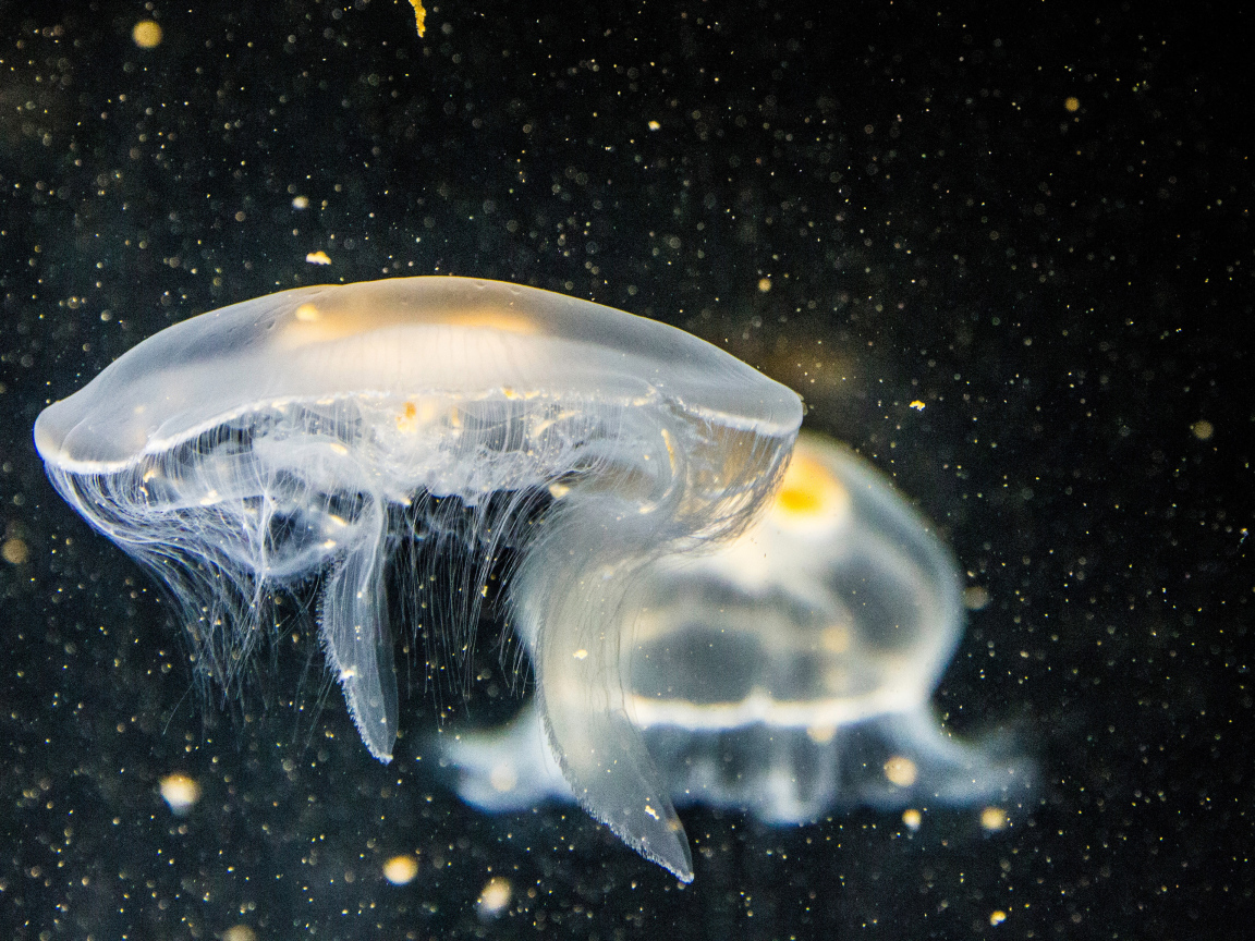 Большие белые медузы в воде на черном фоне