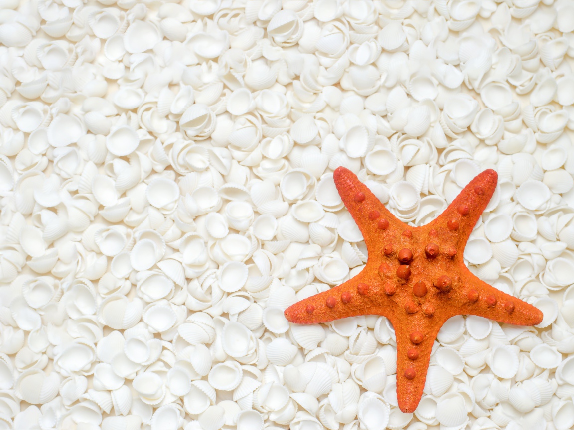 Оранжевая морская звезда лежит на белых ракушках 