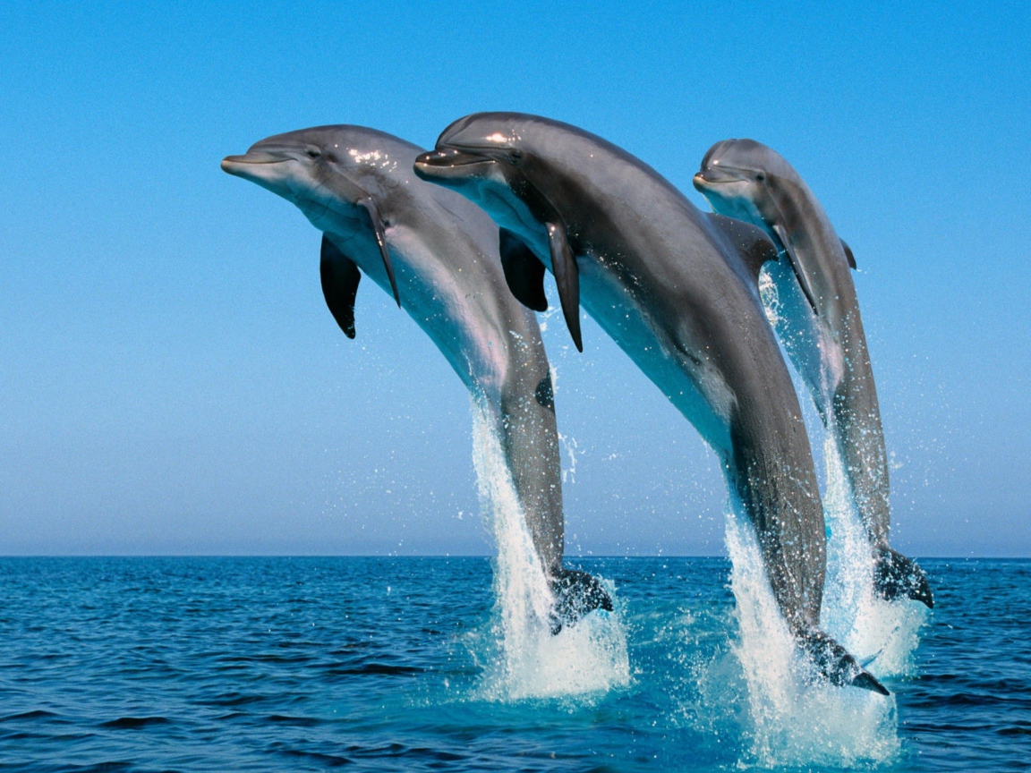 Три дельфина выпрыгивают из воды 
