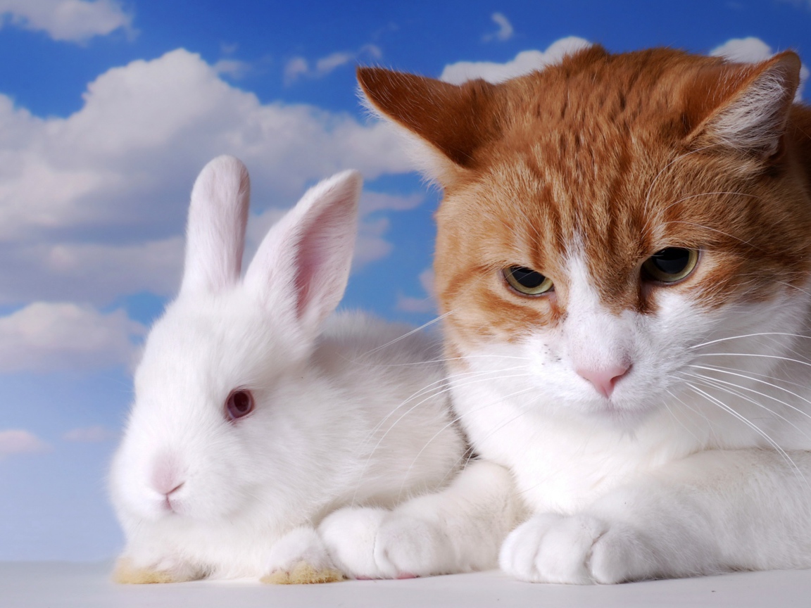 Хмурый рыжий кот и белый декоративный кролик на фоне неба