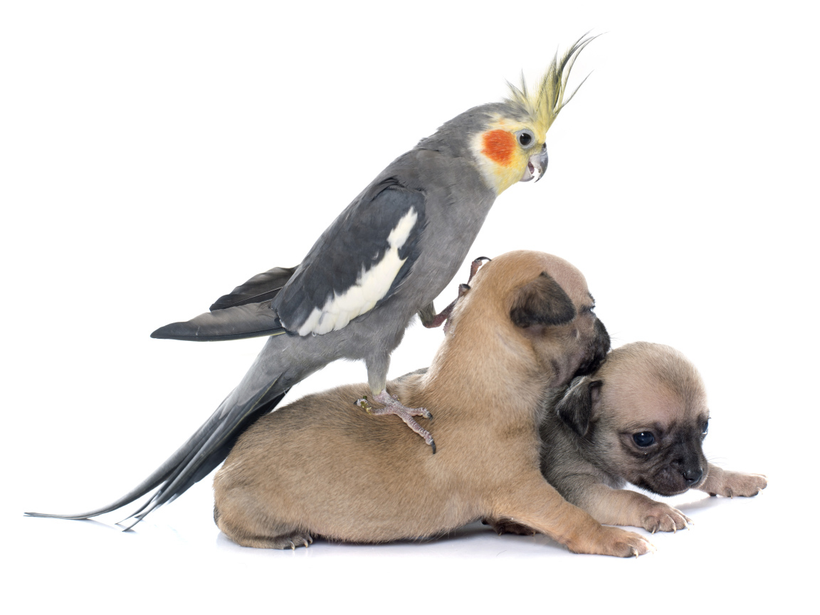 Попугай сидит на двух щенках чихуахуа на белом фоне