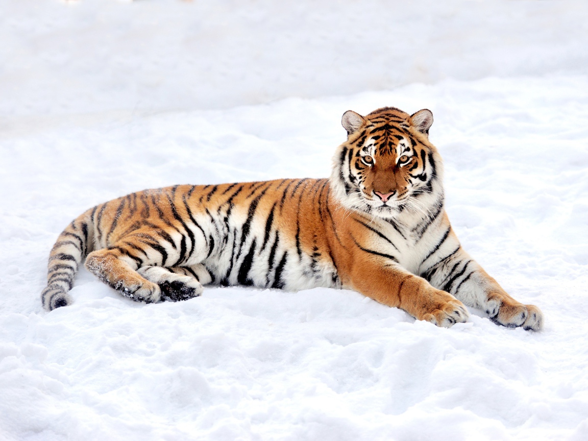Большой грациозный тигр на снегу