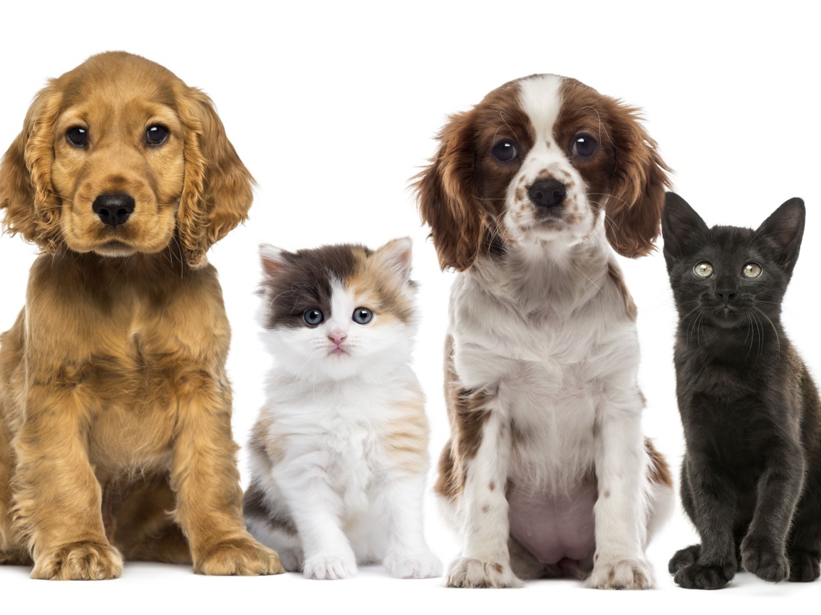 Два маленьких щенка и два котенка на белом фоне
