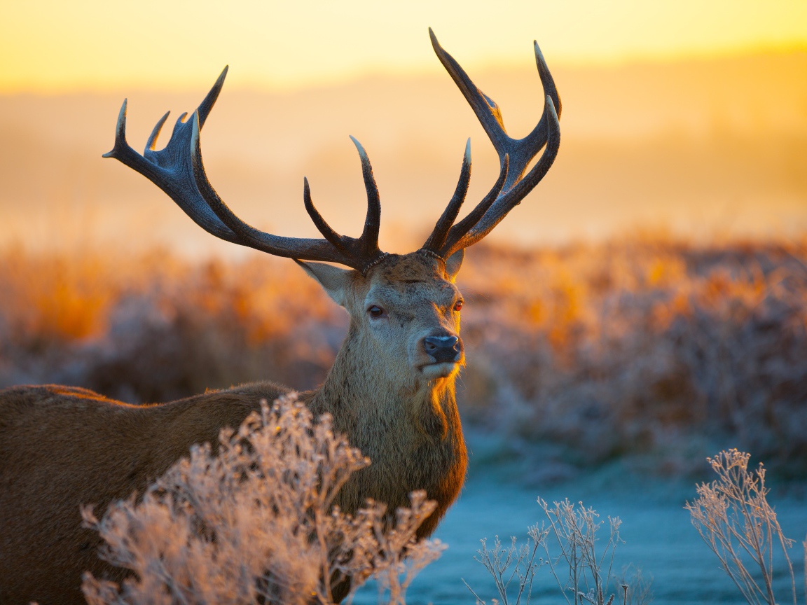 Олень с большими рогами в лучах зимнего солнца