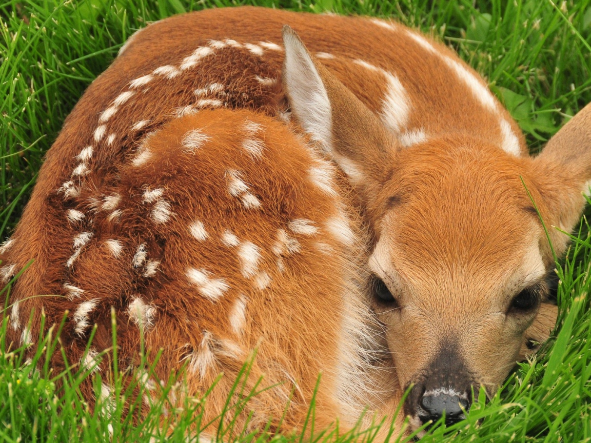 Маленький олененок лежит в зеленой траве