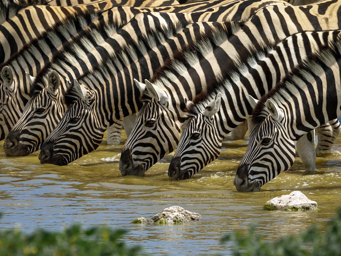 Полосатые зебры у водопоя летом