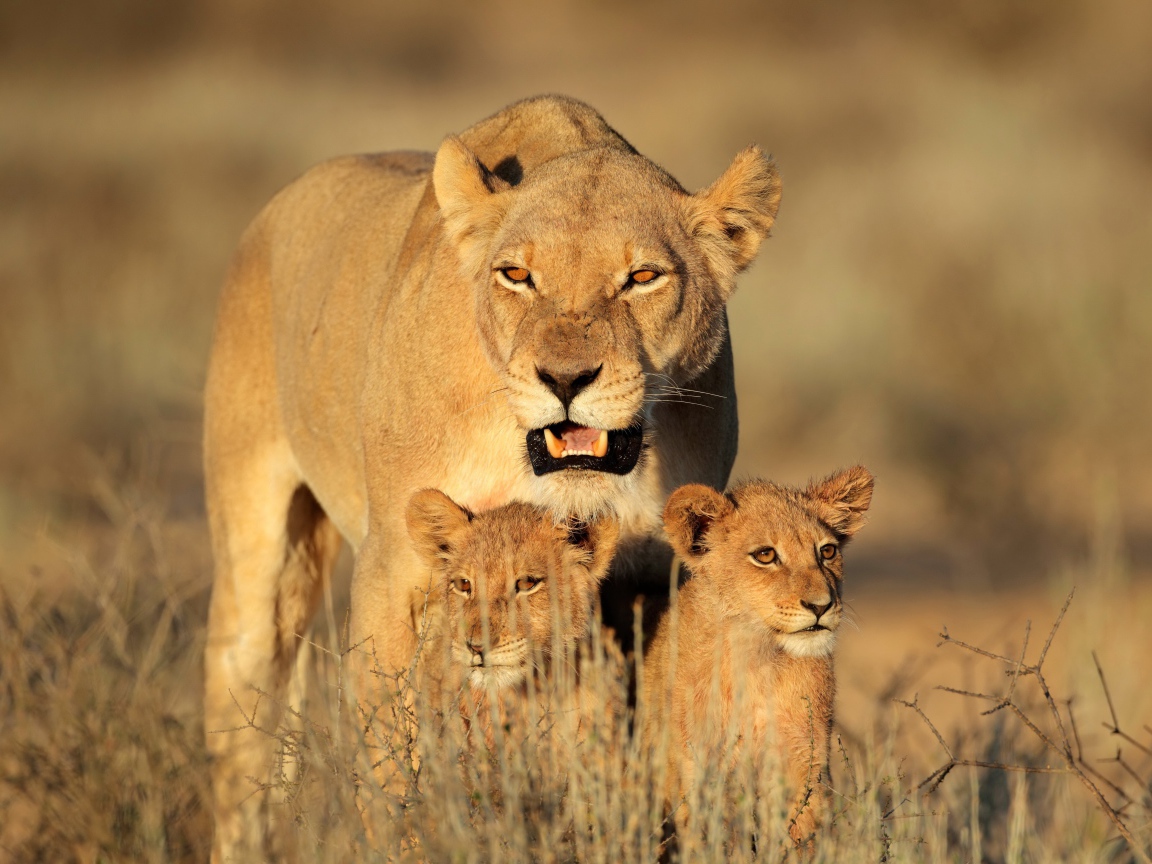 Большая львица с двумя маленькими львятами идет по сухой траве