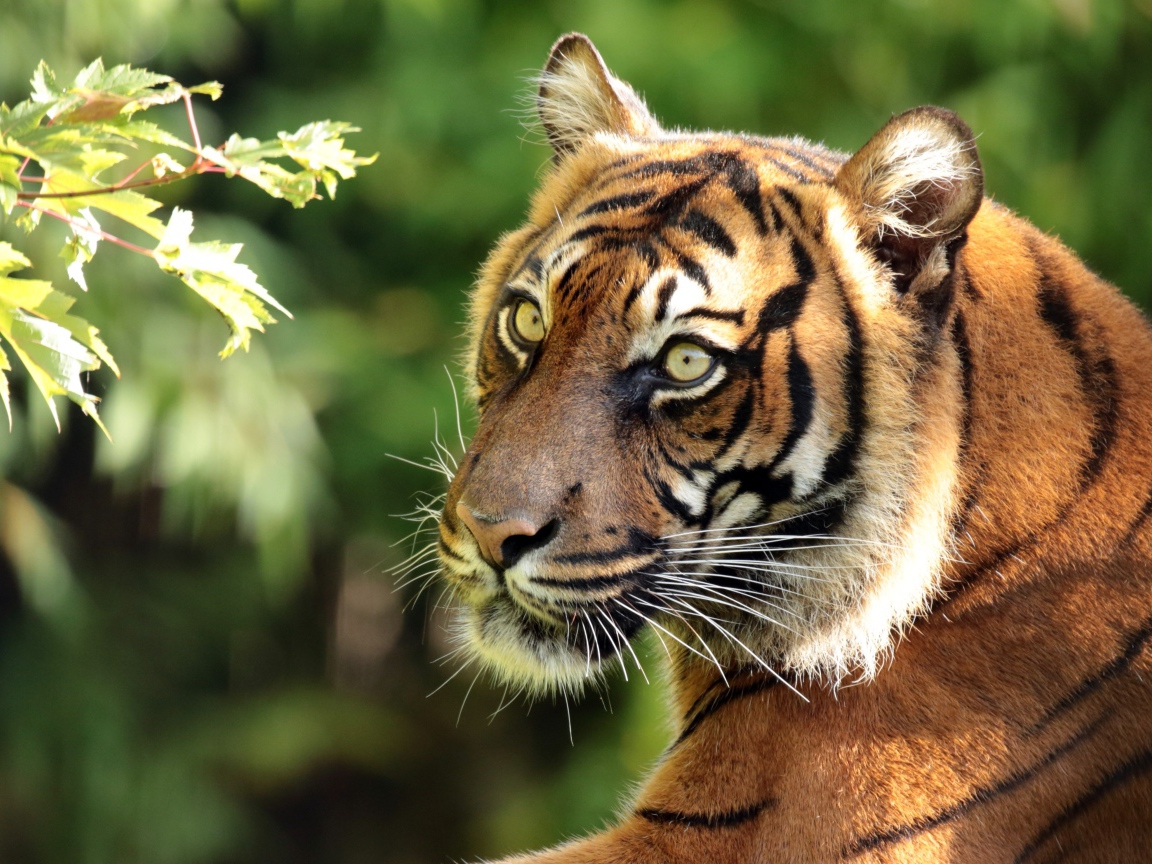 Большой полосатый тигр у ветки дерева
