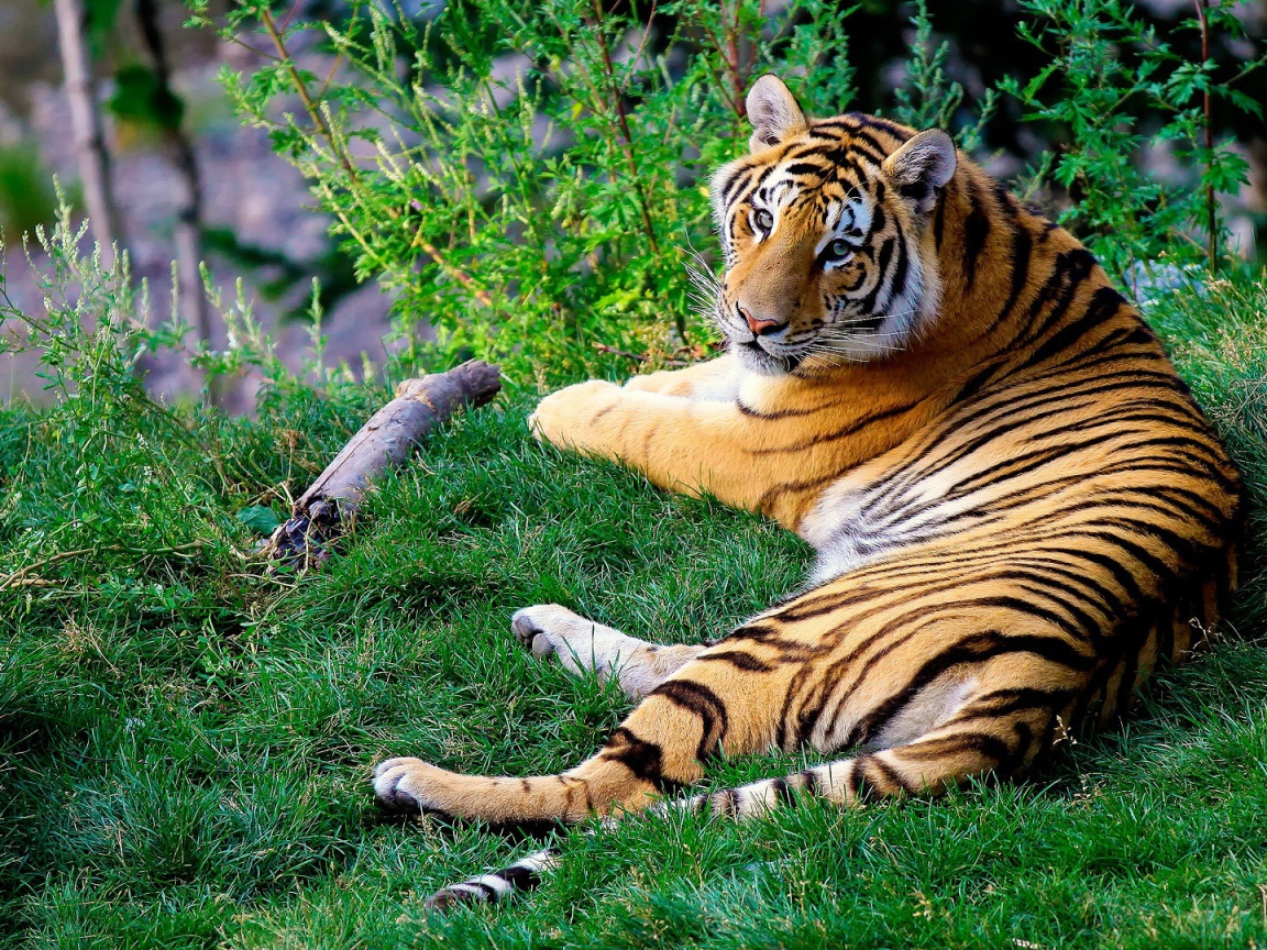 A tiger outstretched on green grass raises its head to look at the camera.