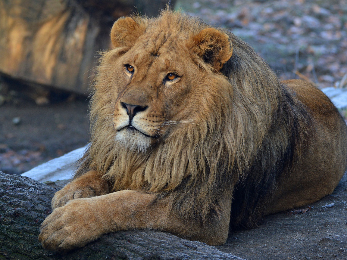 Большой красивый лев в зоопарке 