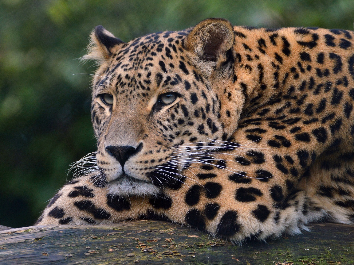 Большой красивый пятнистый леопард крупным планом