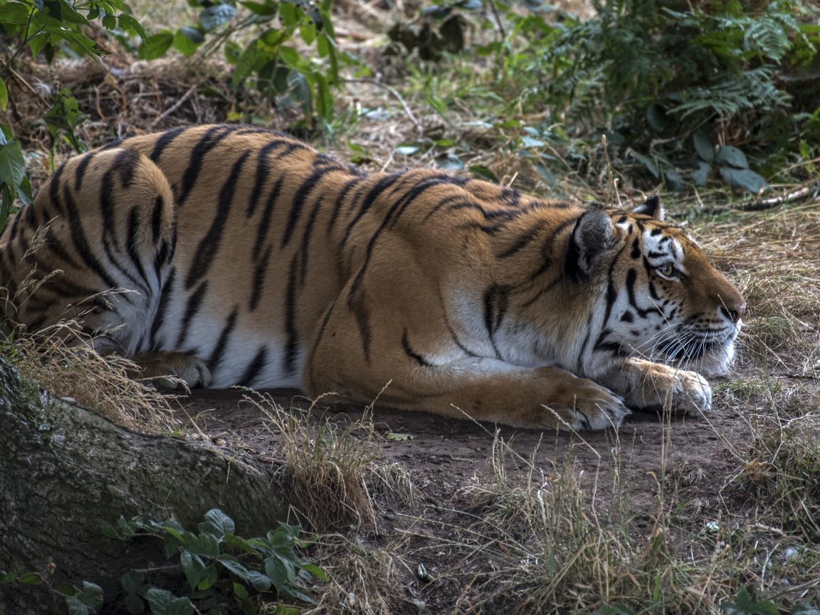 Большой полосатый красивый тигр сидит в засаде 