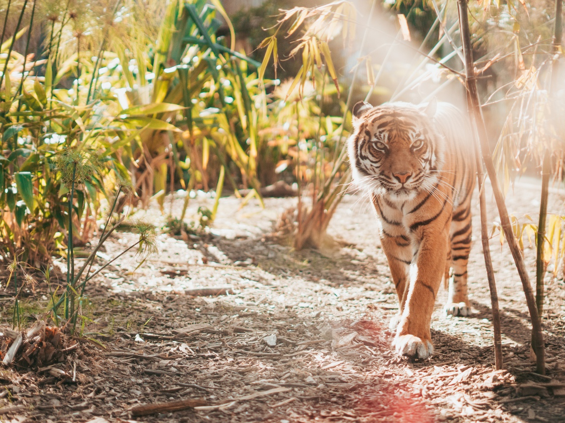 Большой полосатый тигр в зарослях бамбука