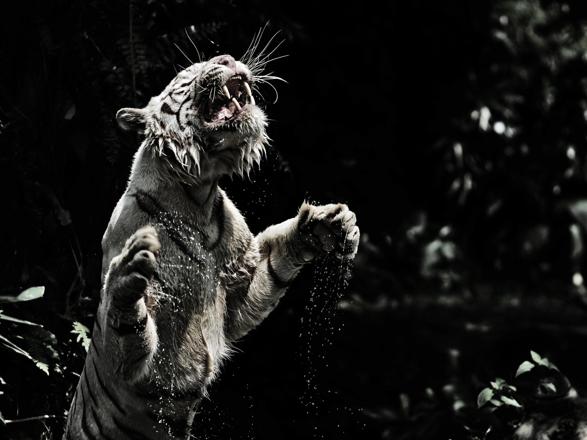 Большой тигр в воде черно белое фото