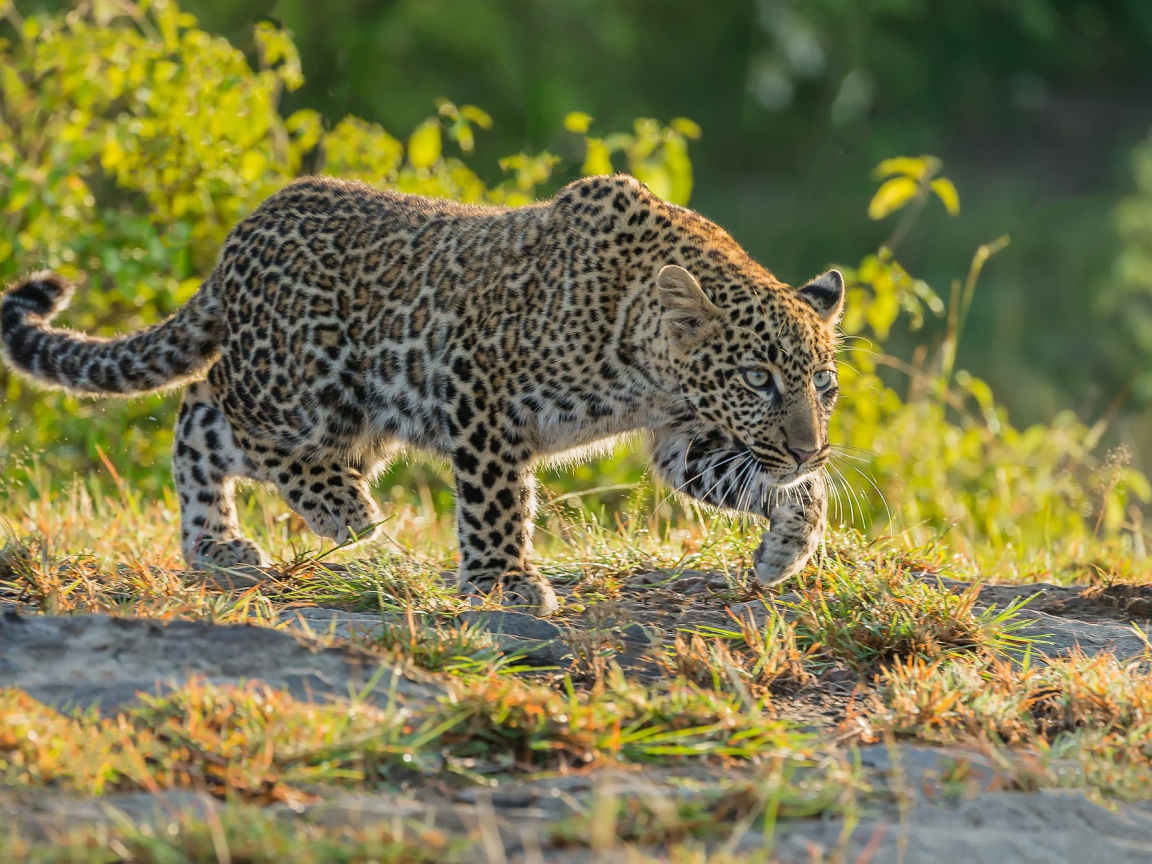 Леопард крадется по траве