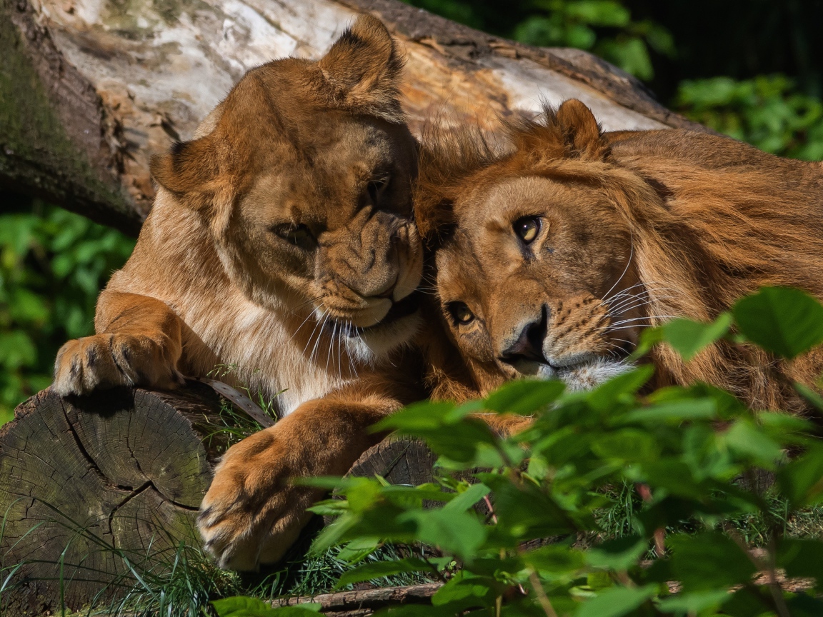 Лев и львица лежат на дереве 
