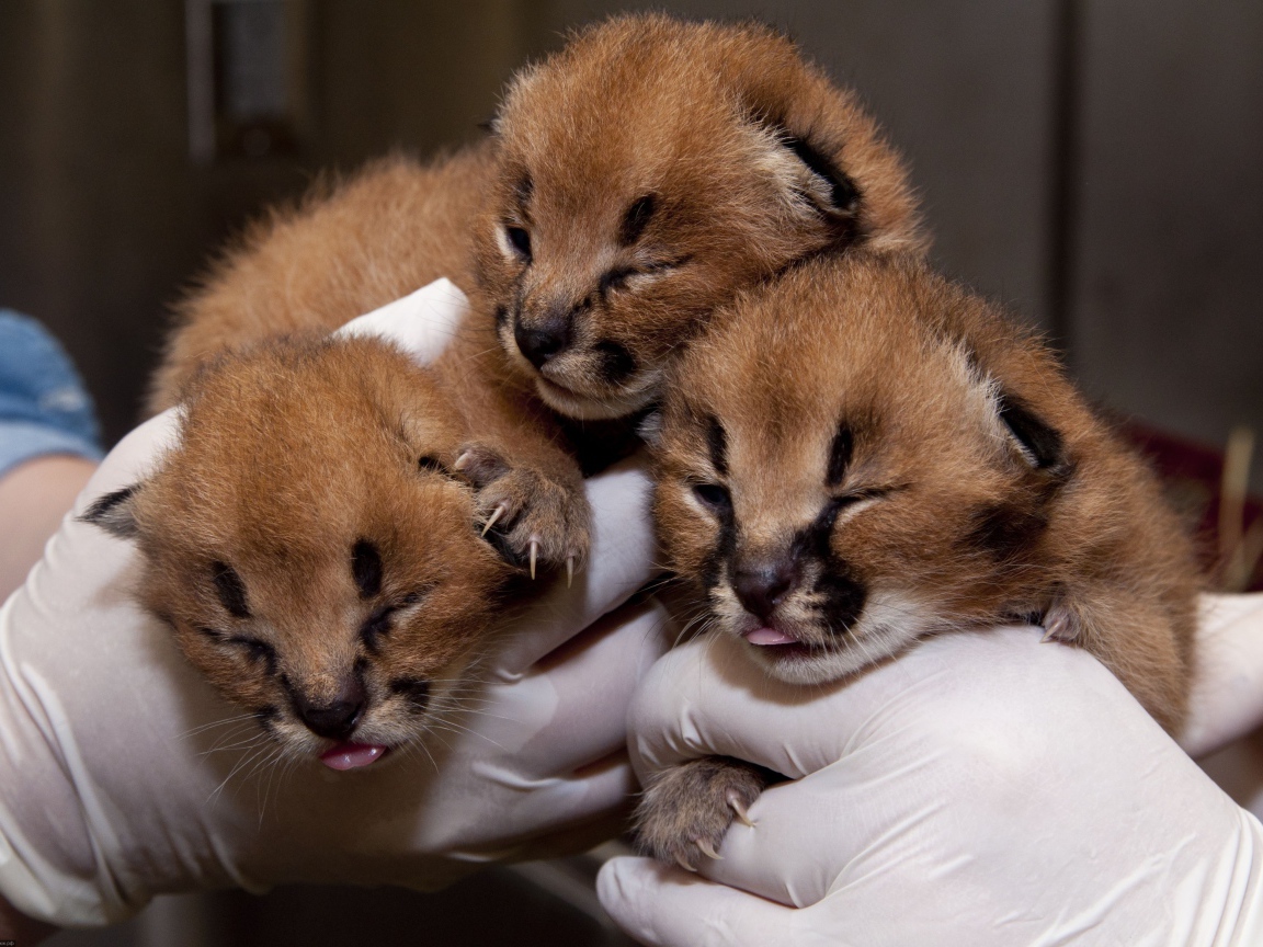 Маленькие котята каракала в руках