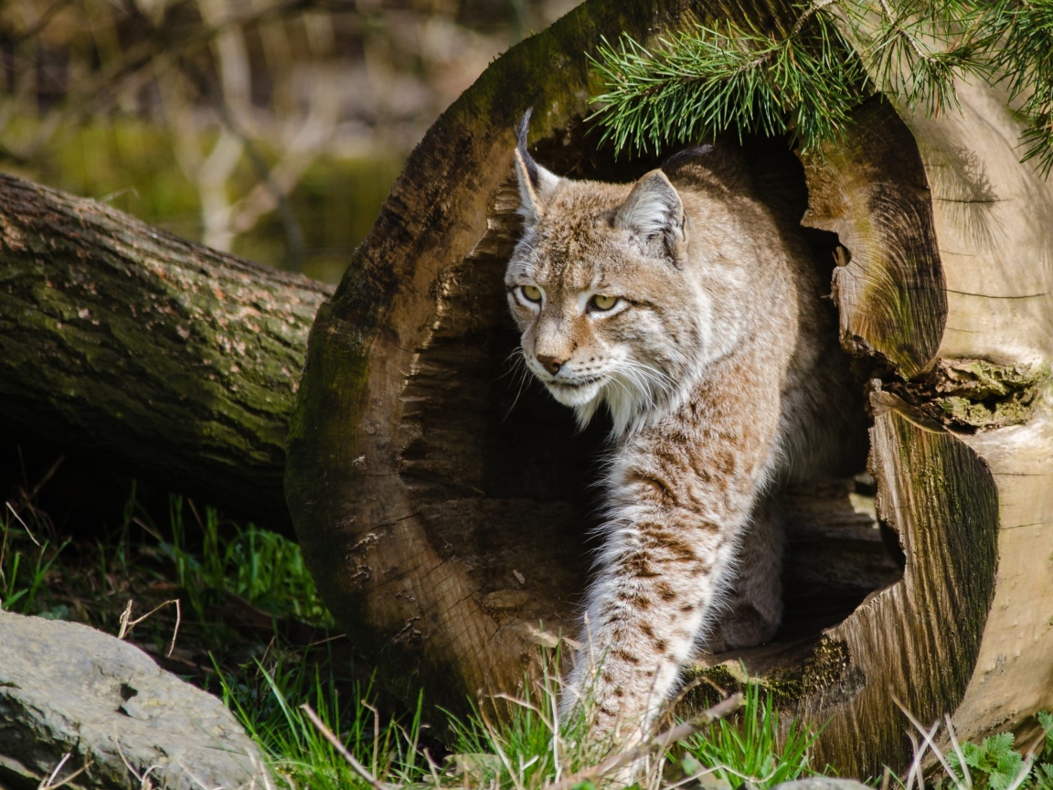 Рысь в сухом дереве в сосновом лесу