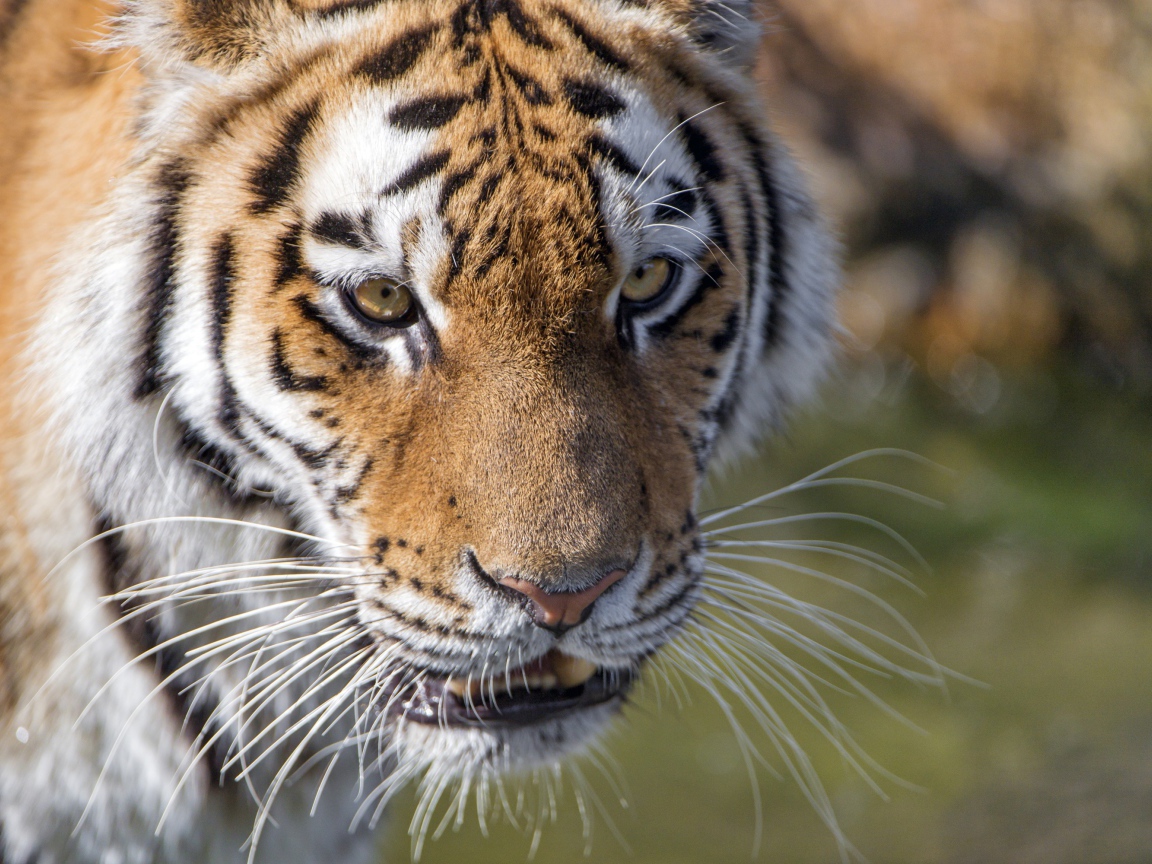 Морда большого тигра